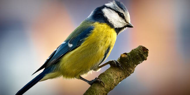 bird